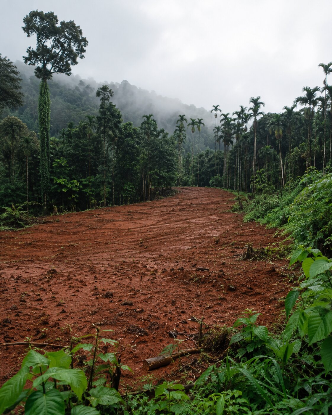 Cleared red-earth land at the Yauvana site, with areca palms, forest and hills rising behind