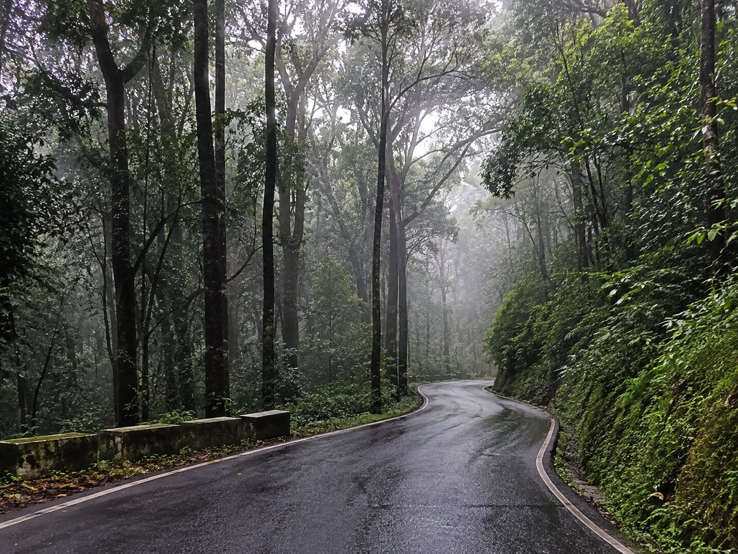 A wet forest road winding up the Agumbe ghat under monsoon mist